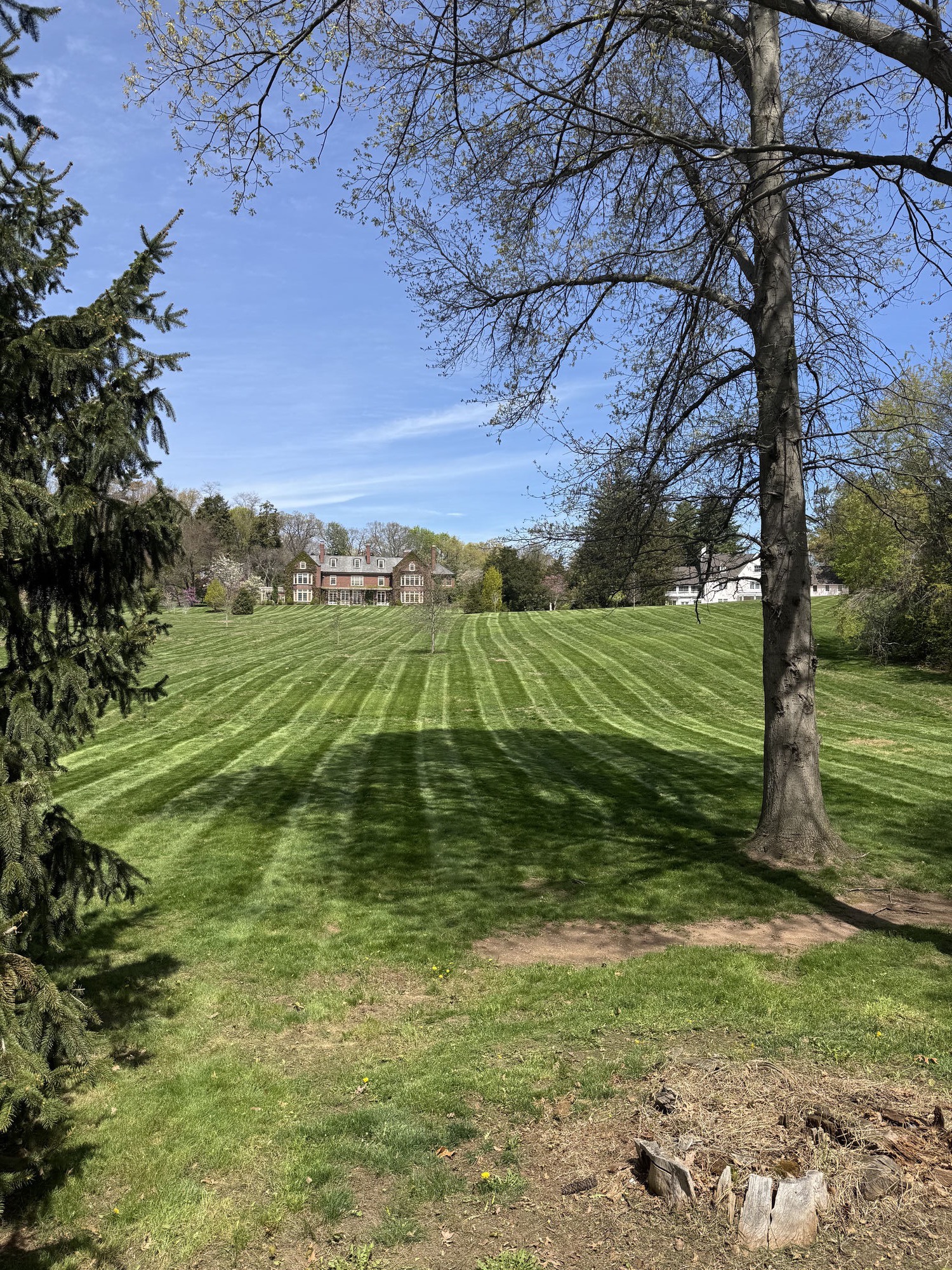 Perfectly striped lawn with mature trees