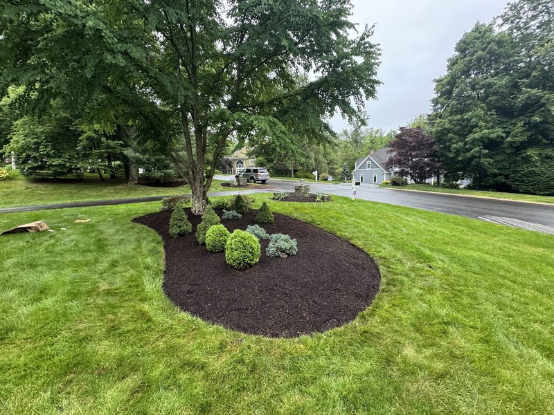 Freshly mowed residential lawn with clean parallel mowing tracks